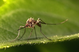 Малярия и меры профилактики