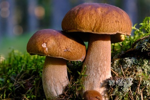 Полезные свойства грибов