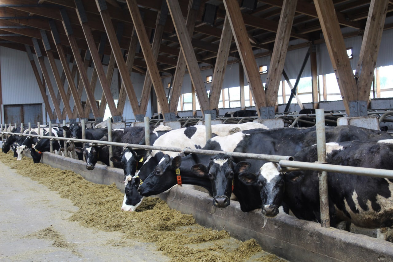 районы животноводства в россии. скотоводство регионы. скотоводство регионы. скотоводство регионы. сельскохозяйственные культуры на карте.