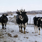 Сергей Цивилев: будем развивать мясное животноводство в КуZбассе