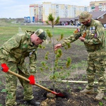 В Кузбассе в 2024 году высадили более 3,6 млн деревьев