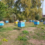 Сергей Цивилев: пчеловоды КуZбасса угостят вкусным медом посетителей ВДНХ