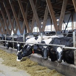 Сергей Цивилев: будем развивать мясное животноводство в КуZбассе