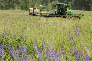 В КуZбассе производители масличных культур в рамках нацпроекта получили 16,7 млн рублей