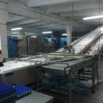 Сергей Цивилев: КуZбасс лидирует по производству куриного яйца в Сибири