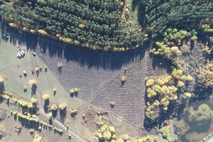 В КуZбассе объем незаконных рубок леса с начала 2023 года сократился на 62%
