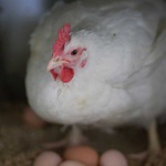 Сергей Цивилев: КуZбасс лидирует по производству куриного яйца в Сибири
