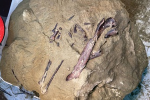 На территории КуZбасса впервые в России найдены окаменелости хищного динозавра мелового периода